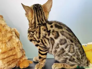 Bengalí gatos Bengali Hembra 4607 AQUANATURA - Anuncio 18