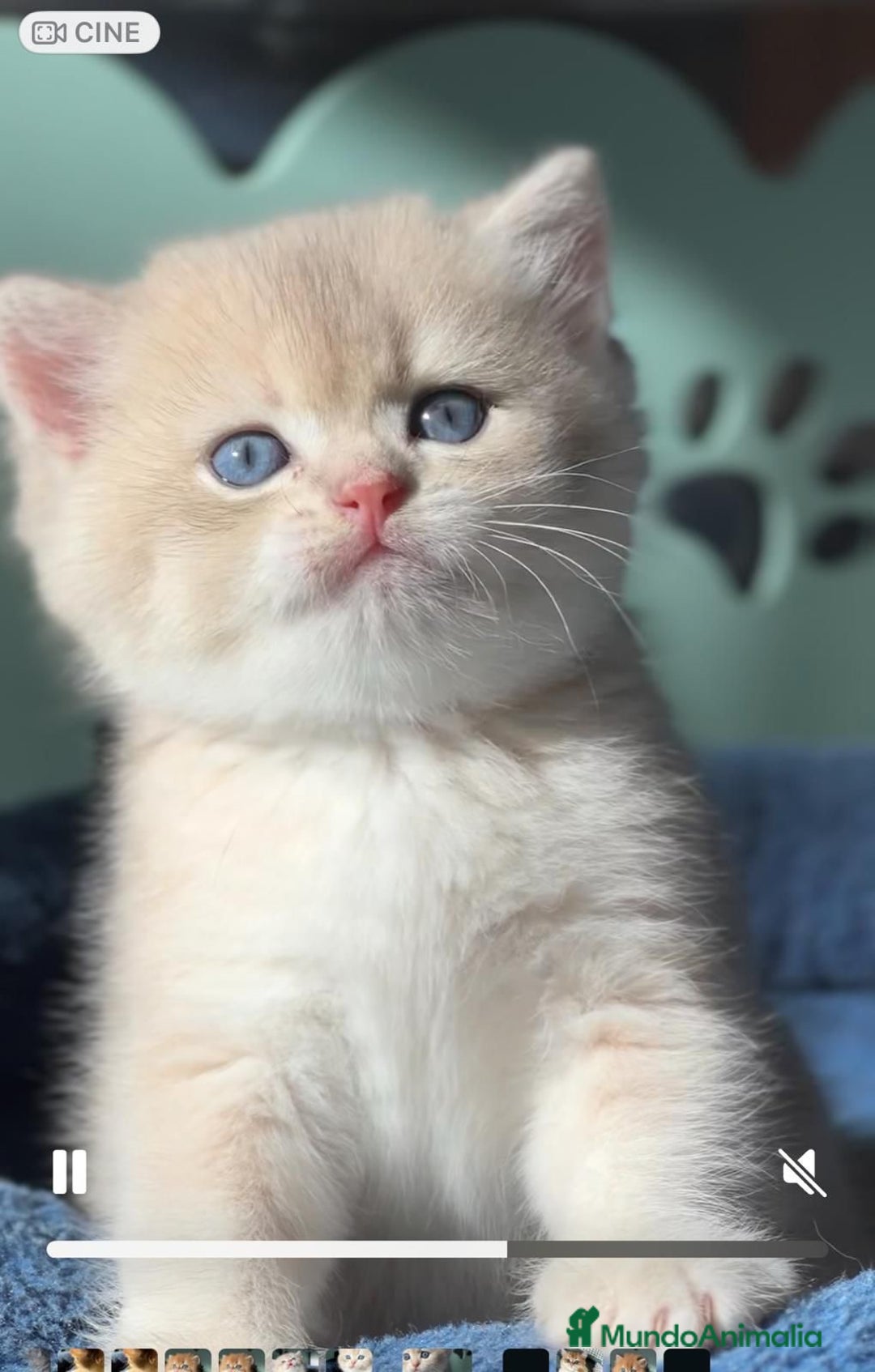 Británico de Pelo Corto gatos en venta: Británicos y Scottish Fold gatitos  - Anuncio 2