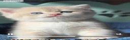 Británico de Pelo Corto gatos en venta: Británicos y Scottish Fold gatitos  - Anuncio 2
