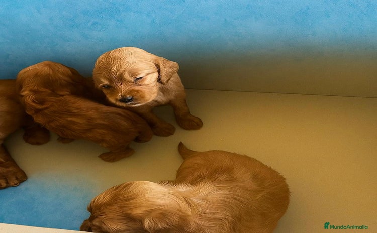 Cocker Spaniel Inglés perros - Anuncio 1