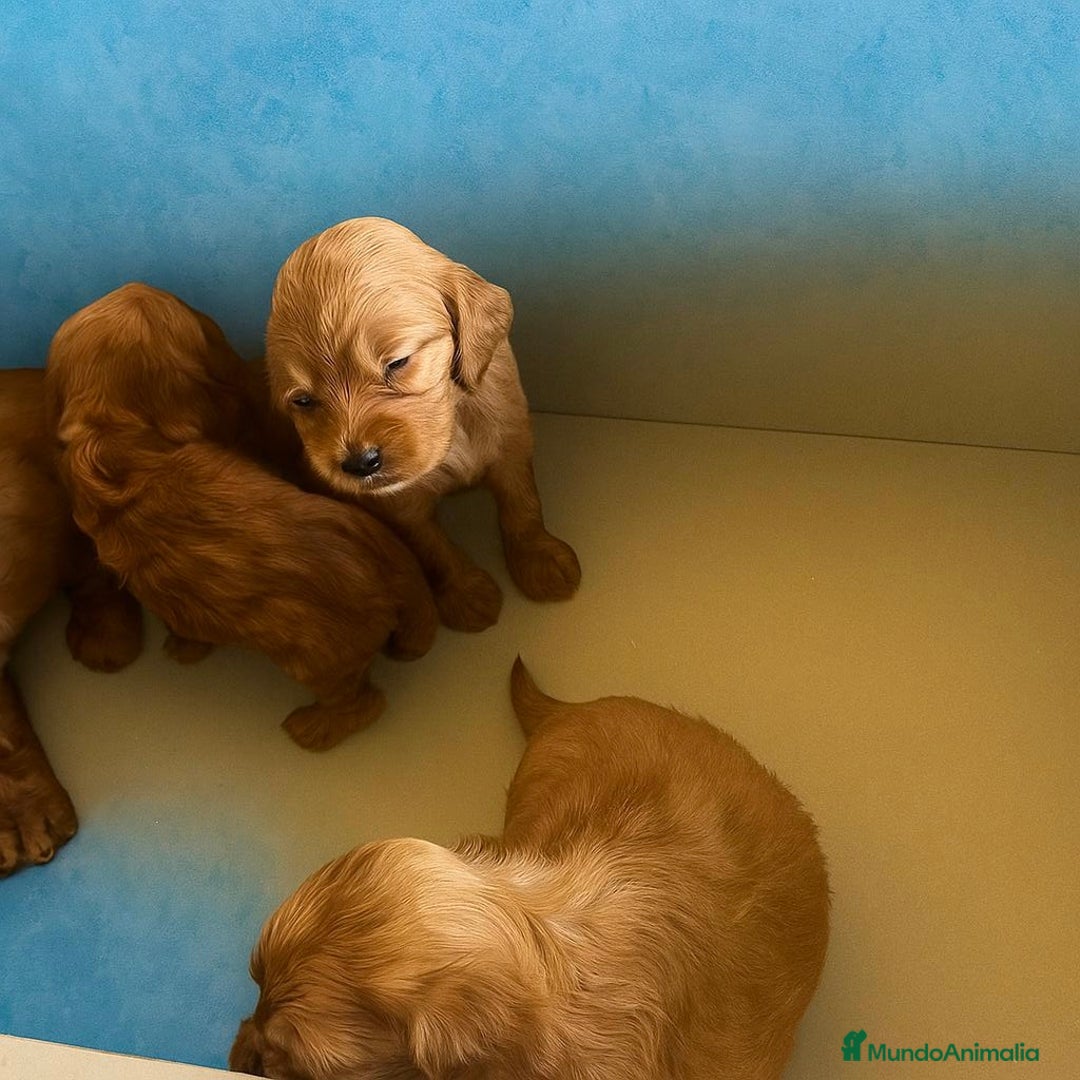 Cocker Spaniel Inglés perros en venta: Cocker spaniel - Imagen 1