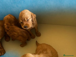 Cocker Spaniel Inglés perros - Anuncio 8