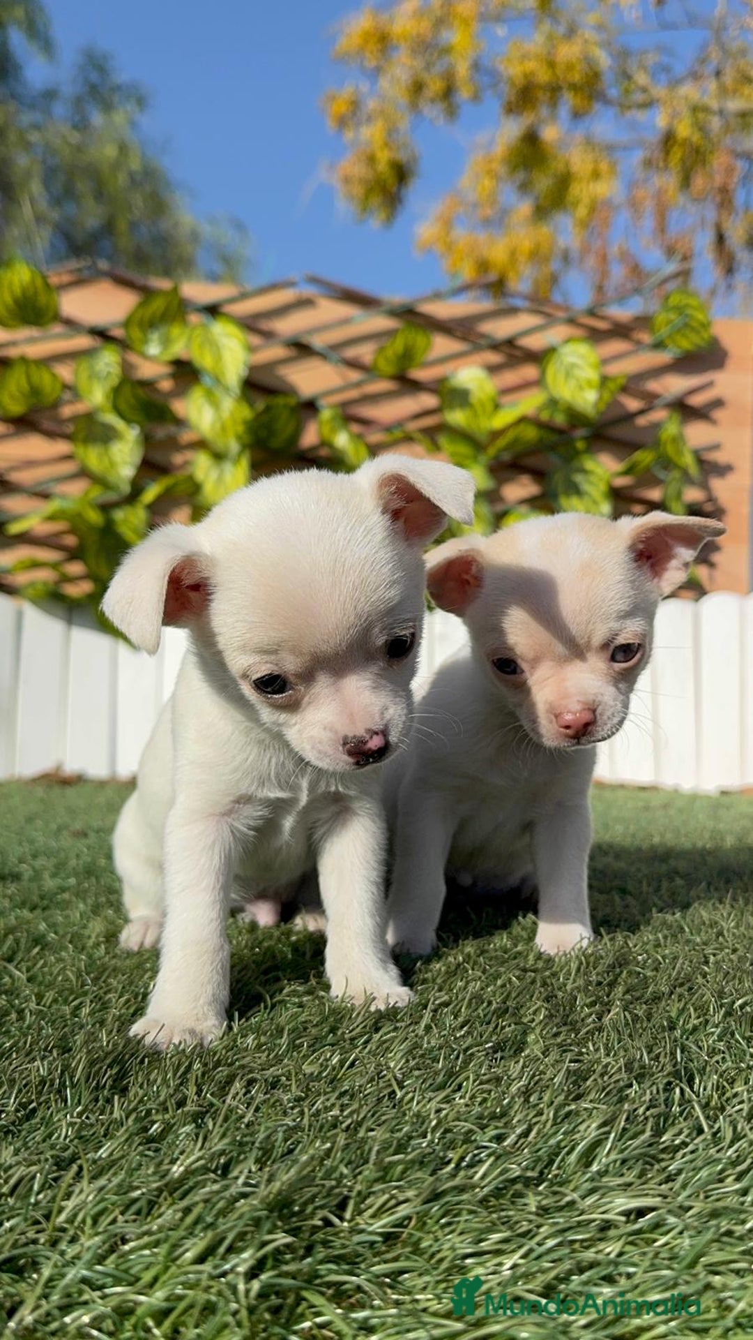 Chihuahua perros en venta: CHIHUAHUA MACHO - Anuncio 18