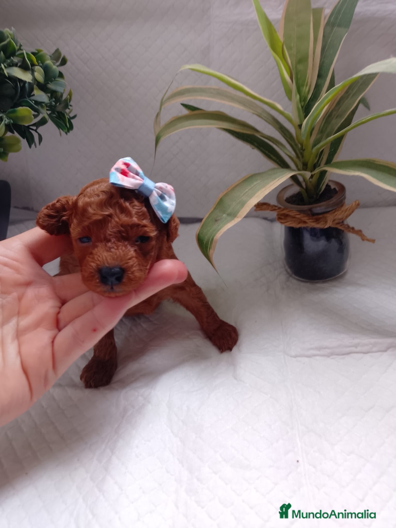 Caniche Toy perros Caniche toy toy - Anuncio 12