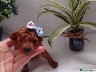 Caniche Toy perros Caniche toy toy - Anuncio 12