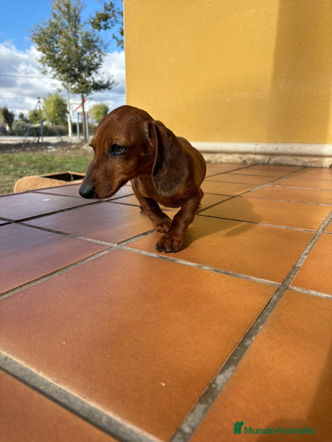 Teckel perros en venta: Teckel kaninchen merle chocolate diluido - Anuncio 18