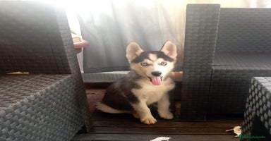 Husky Siberiano perros - Anuncio 5