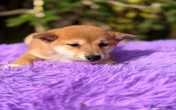 Shiba Inu perros en venta: Shiba Inu hembra  - Anuncio 5