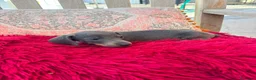 Teckel Miniatura perros en venta: Teckel kaninchen - Anuncio 3
