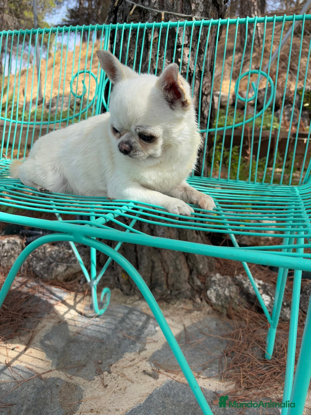 Chihuahua perros en venta: Chihuahua Toy línea inglesa cabeza manzana. - Anuncio 3