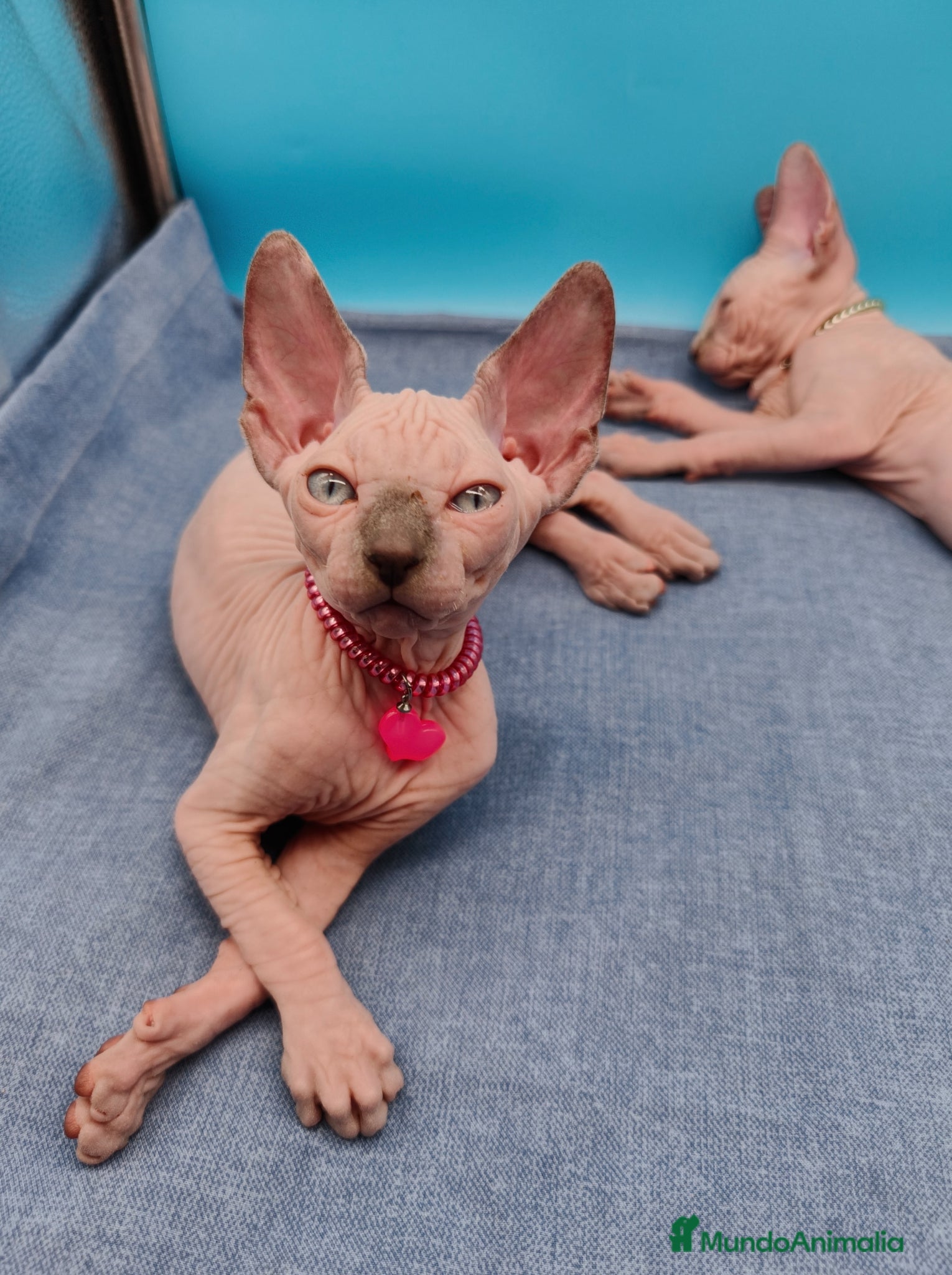 Sphynx gatos Hembrita super cariñosa  - Anuncio 1