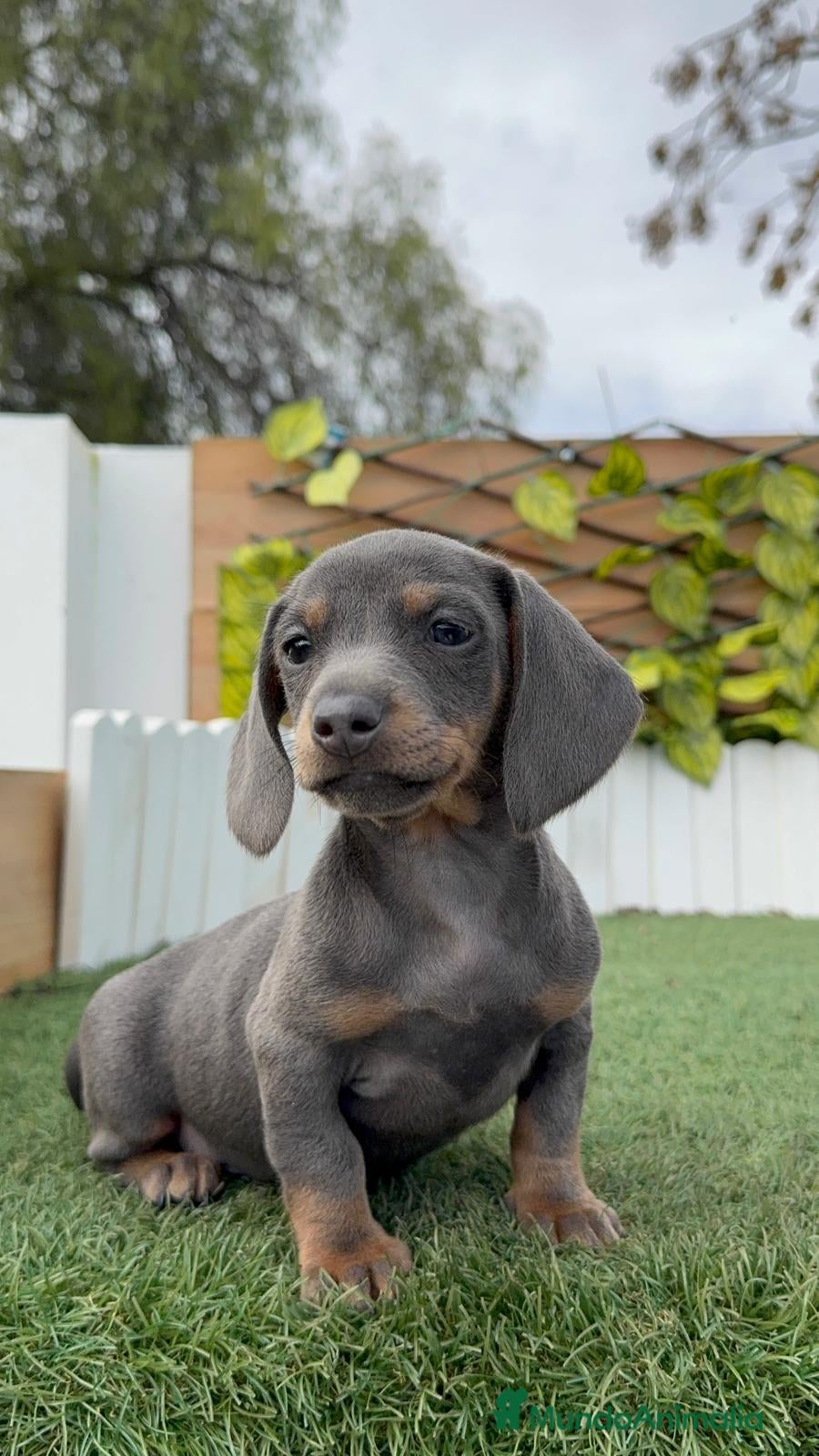 Teckel Miniatura perros TECKEL MINIATURA - Anuncio 1