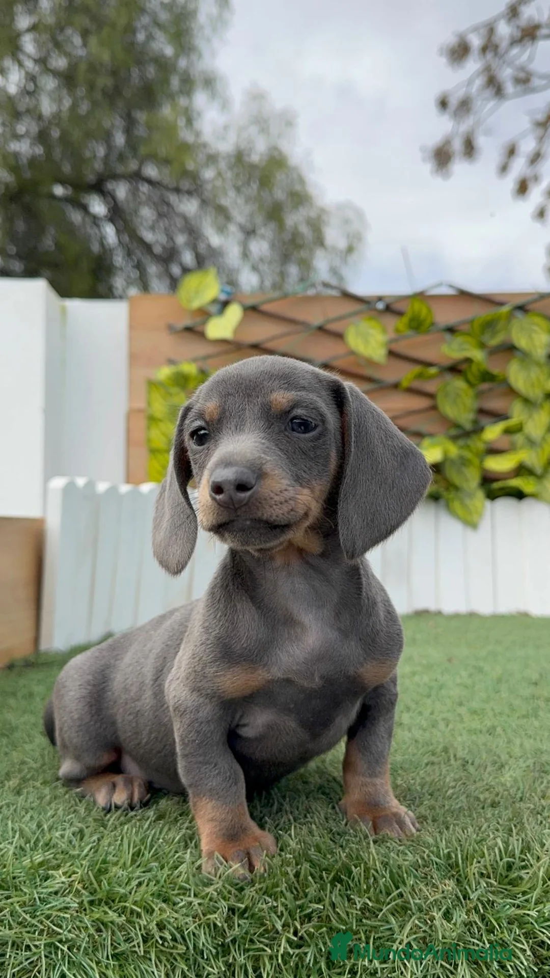 Teckel Miniatura perros en venta: TECKEL MINIATURA - Anuncio 1