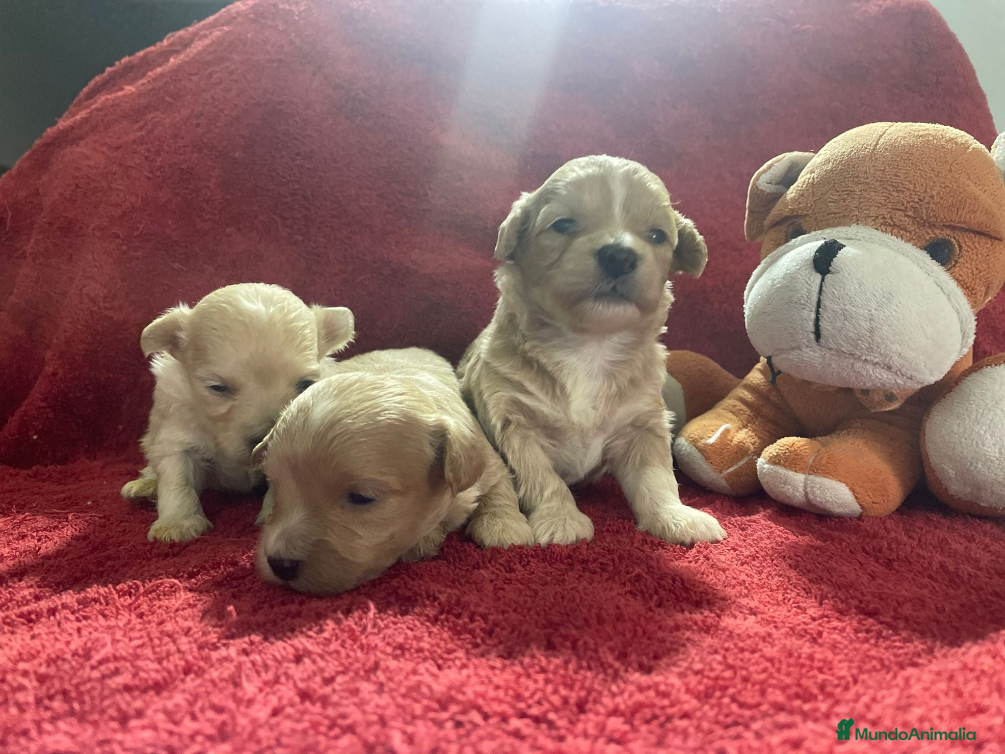 Maltipoo perros Preciosos cachorros de maltipoo mini - Anuncio 2