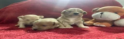 Maltipoo perros en venta: Preciosos cachorros de maltipoo mini - Anuncio 1