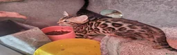 Bengalí gatos en venta: Bengalí - Anuncio 5