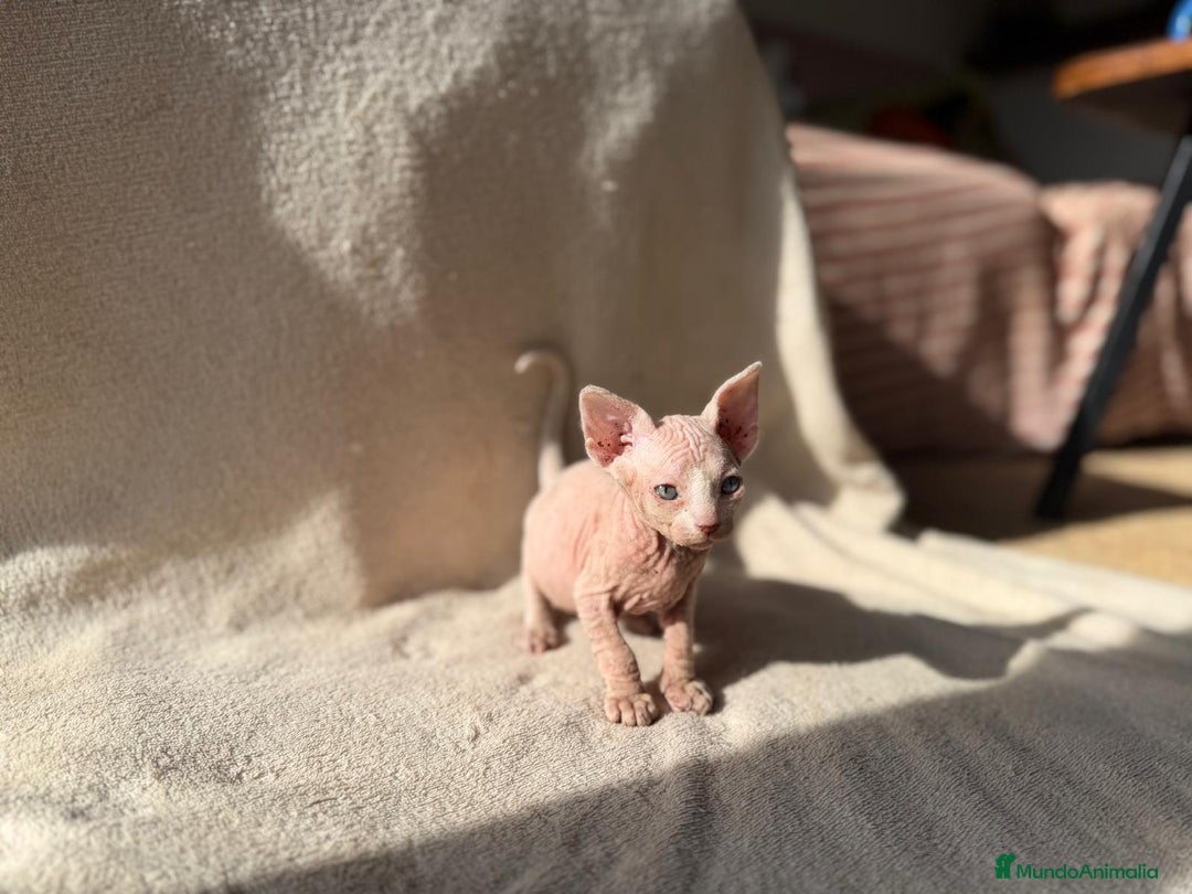 Sphynx gatos en venta: Camada Sphynx preciosa - Anuncio 9