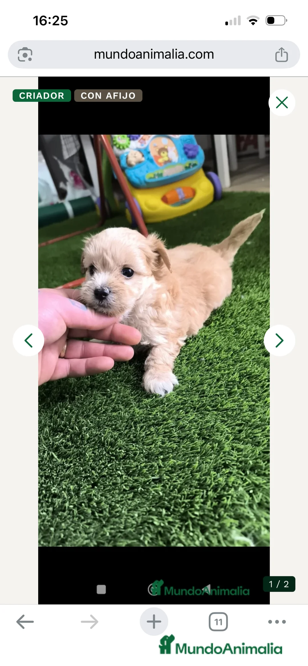 Maltipoo perros en venta: Precioso ejemplar de maltipoo Toy  - Anuncio 1