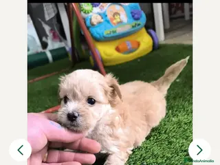 Maltipoo perros Precioso ejemplar de maltipoo Toy - Anuncio 2