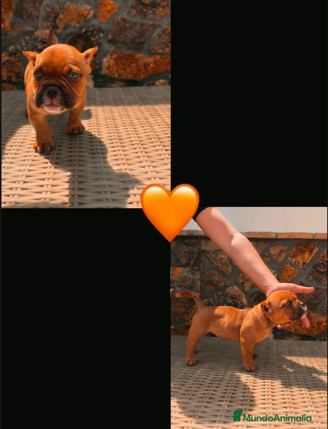 American Bully perros en venta: American bully  - Anuncio 2