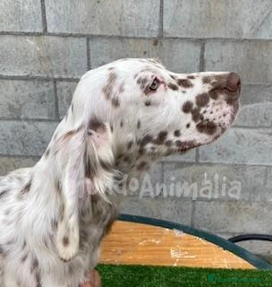 Imagen de galería {{count}}