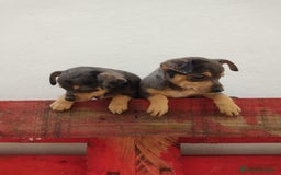 Pinscher Miniatura perros en venta: Mini pinscher Merle hembras  - Imagen 1