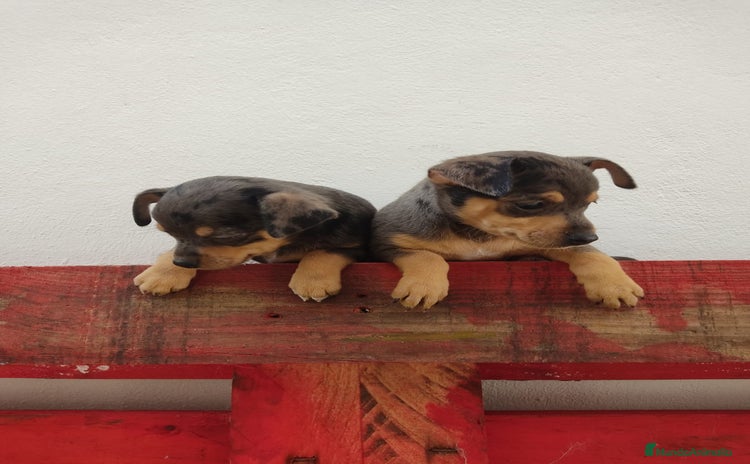 Pinscher Miniatura perros - Anuncio 1