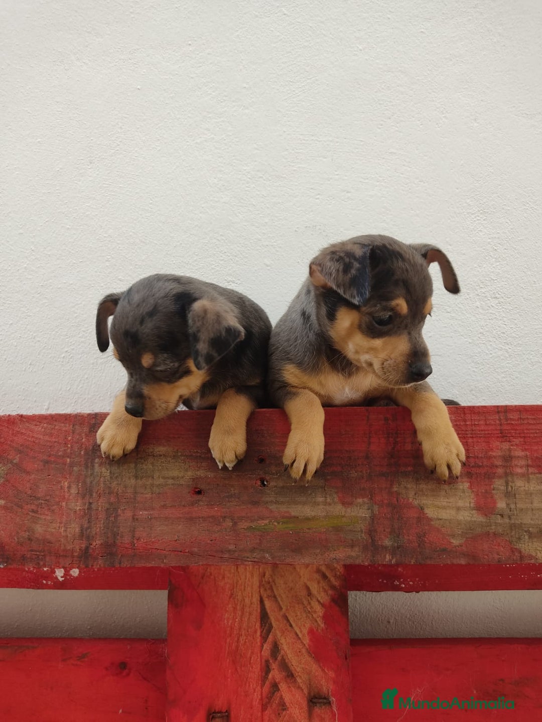 Pinscher Miniatura perros en venta: Mini pinscher Merle hembras  - Imagen 1