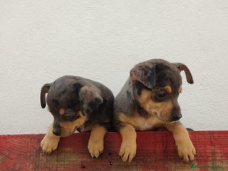 Pinscher Miniatura perros - Anuncio 1