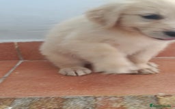Golden Retriever perros en venta: Golden Retriever  - Imagen 4