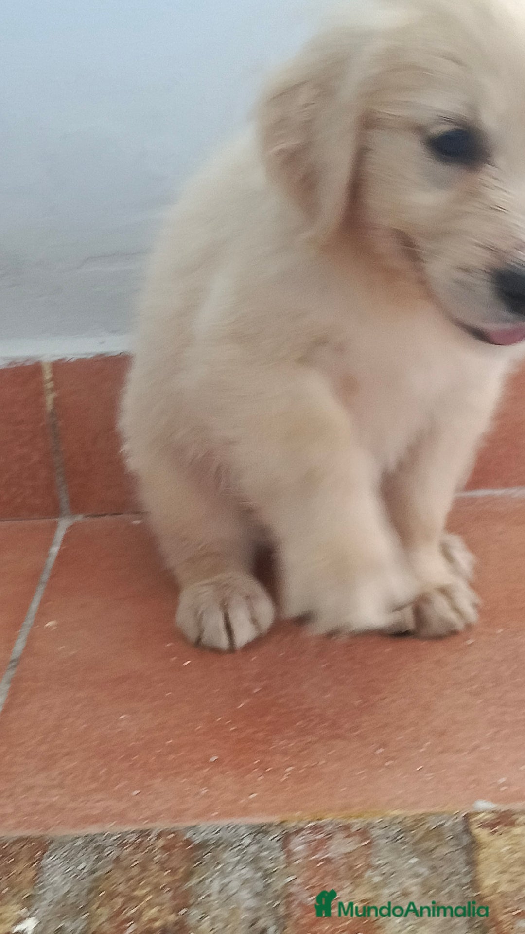 Golden Retriever perros en venta: Golden Retriever  - Imagen 4