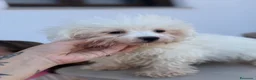 Bichón Maltés perros en venta: Bichon maltés macho disponible - Anuncio 3