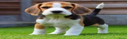 Beagle perros en venta: Beagle - Anuncio 3
