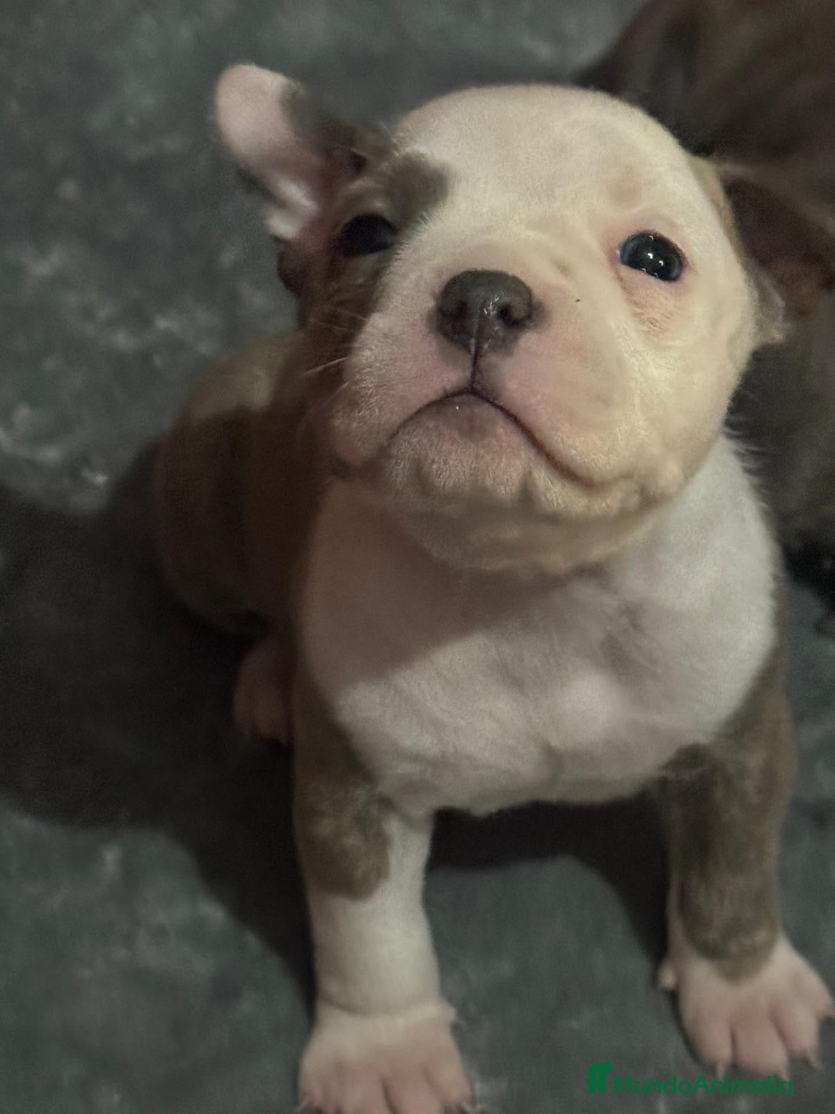 American Bully perros American Bully  - Anuncio 1