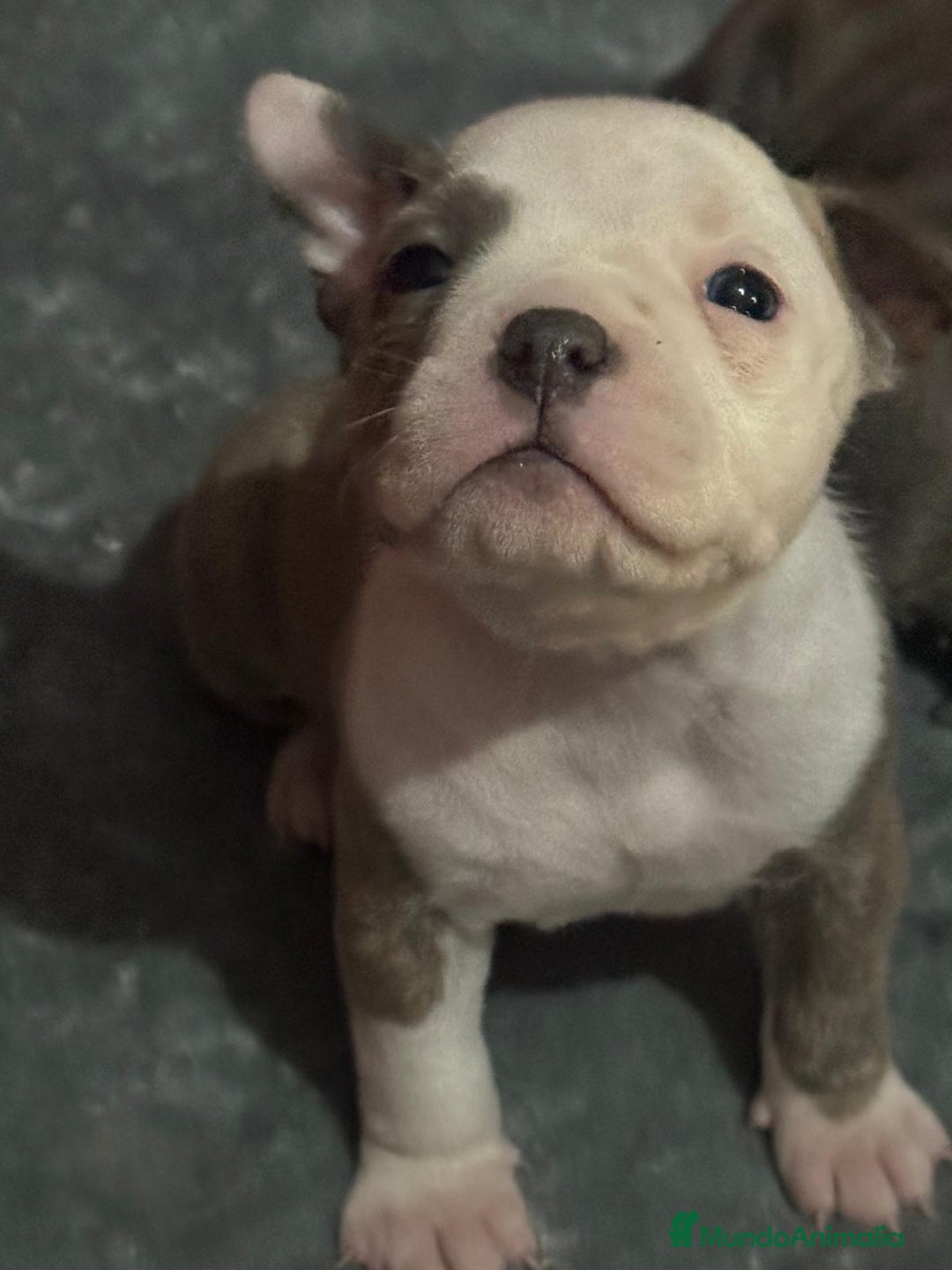 American Bully perros en venta: American Bully  - Anuncio 1