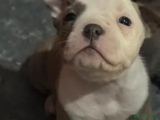 American Bully perros American Bully - Anuncio 18