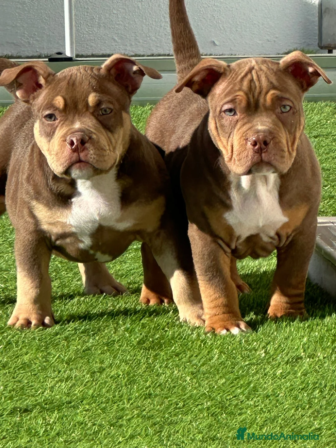 American Bully perros en venta: Camada American Bully - Anuncio 3