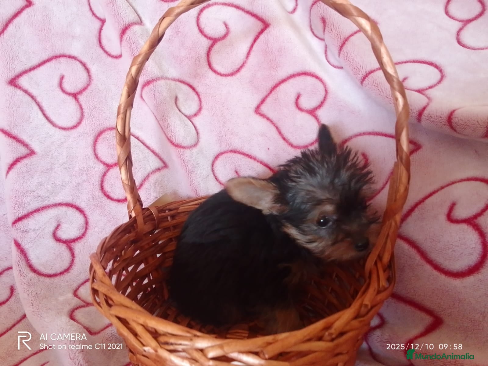 Yorkshire Terrier perros Yorshire toy  - Anuncio 2