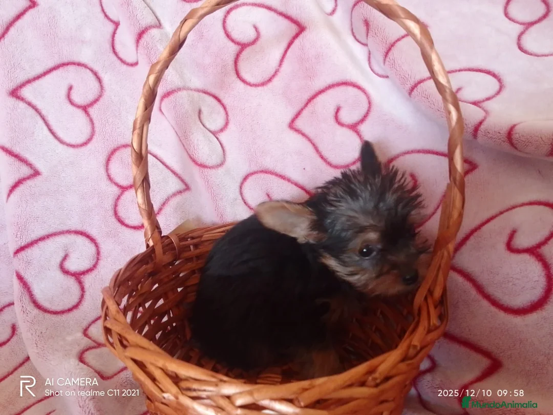 Yorkshire Terrier perros en venta: Yorshire toy  - Anuncio 2