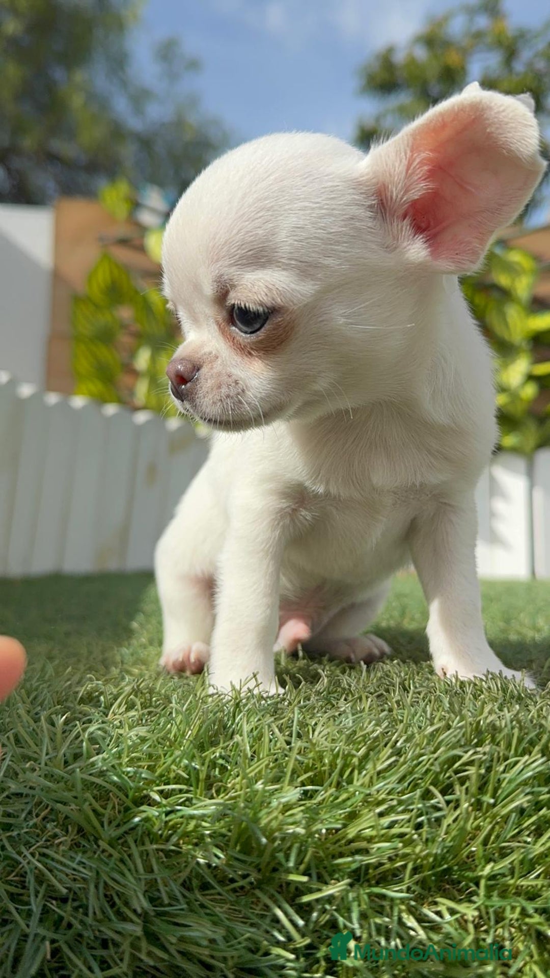 Chihuahua perros en venta: CHIHUAHUA MACHO - Imagen 11