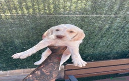 Braco Alemán de Pelo Duro perros en venta: Disponible hembra braco alemán  - Anuncio 6