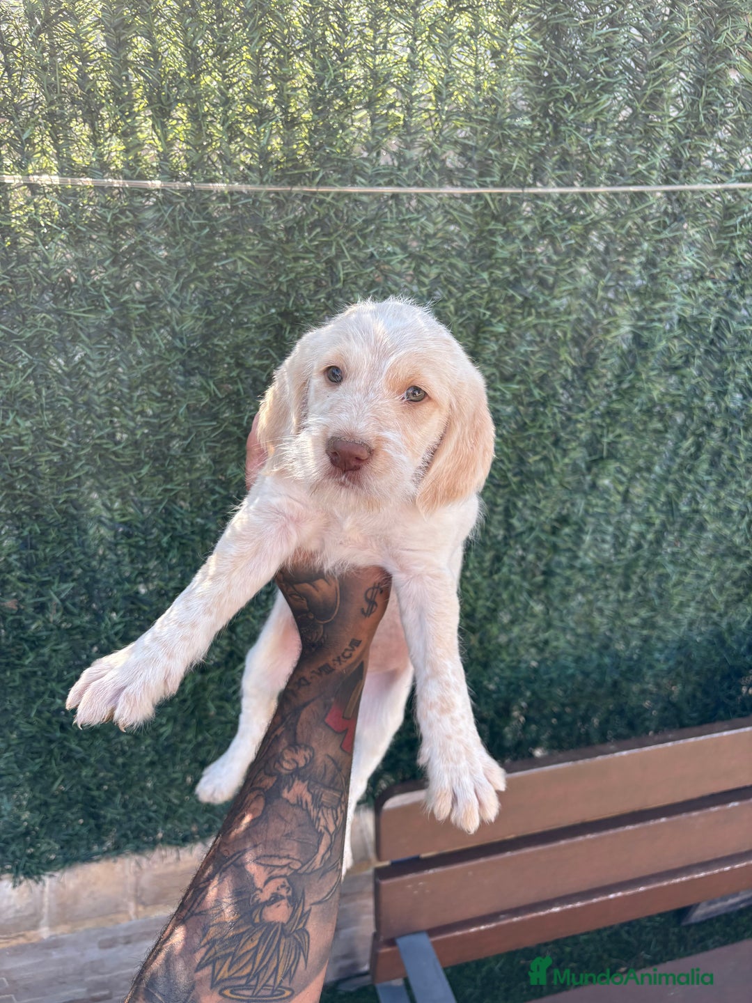 Braco Alemán de Pelo Duro perros en venta: Disponible hembra braco alemán  - Anuncio 6