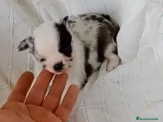 Chihuahua perros Chihuhua blue - Anuncio 33