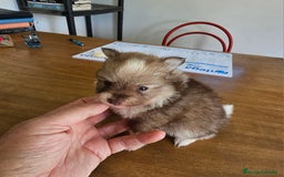 Pomerania perros en venta: Espectaculares Pomerania - Imagen 1
