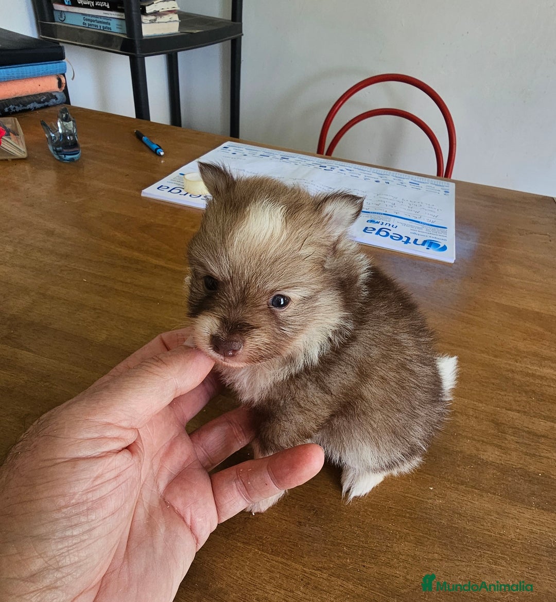 Pomerania perros en venta: Espectaculares Pomerania - Imagen 1
