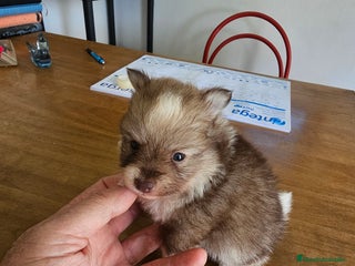 Pomerania perros - Anuncio 30