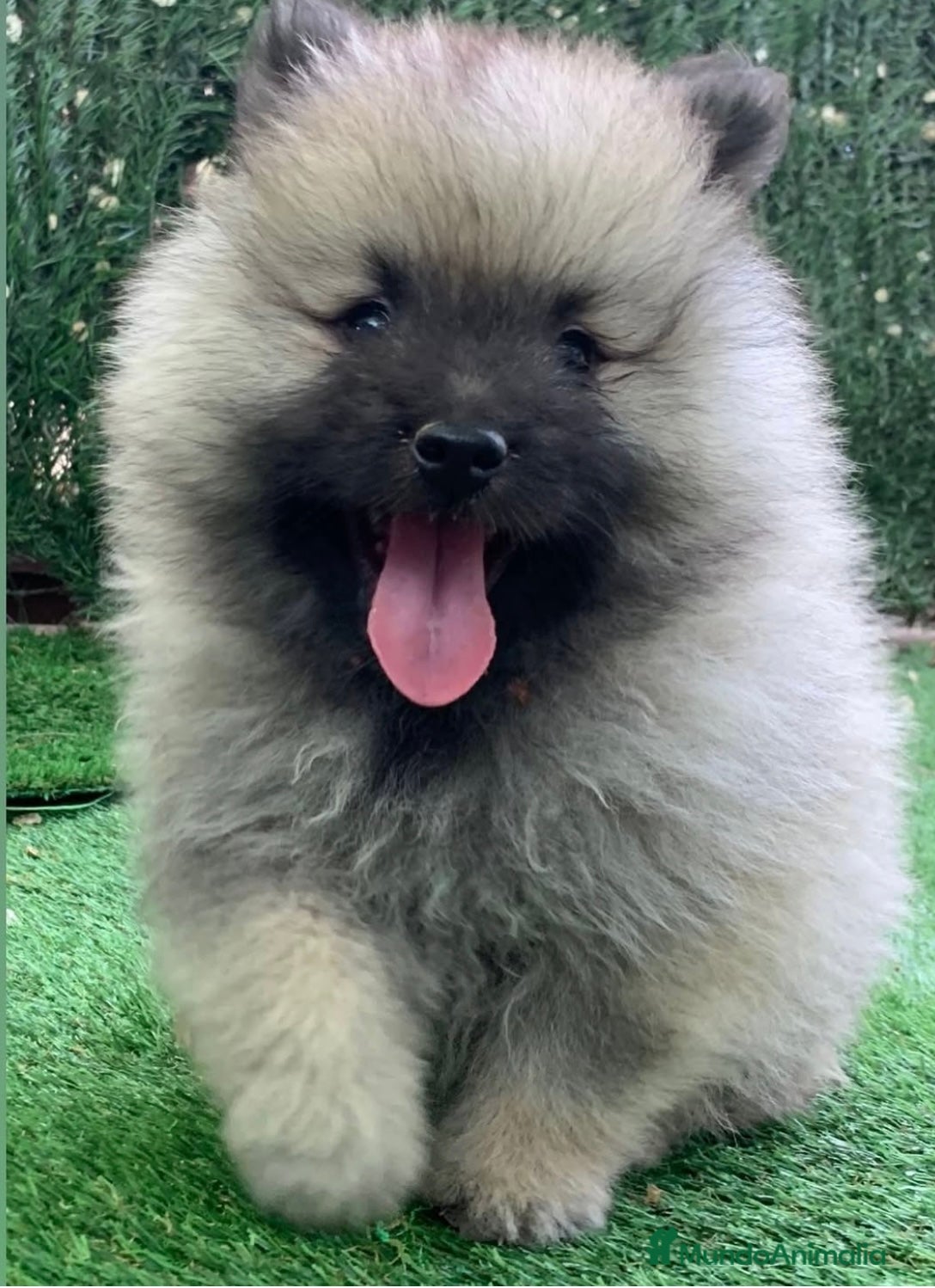 Spitz Lobo - Wolfsspitz perros Cachorros keeshond en Barcelona - Anuncio 1