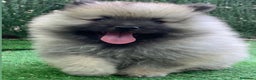 Spitz Lobo - Wolfsspitz perros en venta: Cachorros keeshond en Barcelona - Anuncio 1