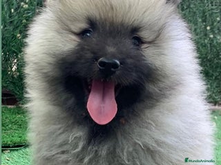 Spitz Lobo - Wolfsspitz perros Cachorros keeshond en Barcelona - Anuncio 2