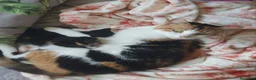 Raza Mixta gatos en venta: Cruce de persa - Anuncio 7